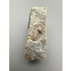 Trilobite Ellipsocephalus hoffi – Jince, CZ
