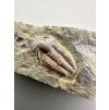 Trilobit Ellipsocephalus hoffi – Jince, ČR