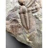 Trilobit Ellipsocephalus hoffi – Jince, ČR