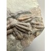 Trilobit Ellipsocephalus hoffi – Jince, ČR