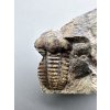 Trilobite Ellipsocephalus hoffi – Jince, CZ