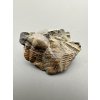 Trilobite Ellipsocephalus hoffi – Jince, CZ