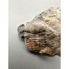 Trilobite Ellipsocephalus hoffi – Jince, CZ
