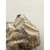 Trilobite Ellipsocephalus hoffi – Jince, CZ