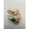 Trilobite Ellipsocephalus hoffi – Jince, CZ