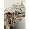 Trilobit Ellipsocephalus hoffi – Jince, ČR