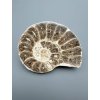 Ammonite 10,9cm – Morocco