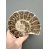 Amonit 10,9cm – Maroko