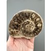Ammonit 10,6cm – Marokko