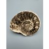 Ammonit 10,6cm – Marokko