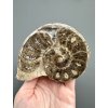 Ammonit 10cm – Marokko