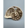 Amonit 10cm – Maroko