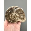 Ammonite 10,3cm – Morocco