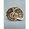 Amonit 10,3cm – Maroko