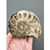 Amonit 10,9cm – Maroko