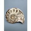 Ammonit 10,9cm – Marokko