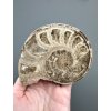 Ammonite 10,5cm – Morocco