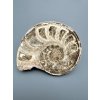 Ammonite 10,5cm – Morocco