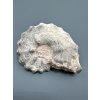 Amonit 10,5cm – Maroko