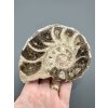 Amonit 10,5cm – Maroko