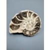 Ammonite 10,5cm – Morocco