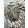 Trilobite Eccoparadoxides Pusillus – Rejkovice, CZ
