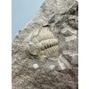 Trilobit Eccoparadoxides Pusillus – Rejkovice, ČR