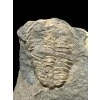Trilobite Conocoryphe sulzeri – Jince, CZ