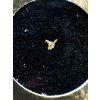 Gold auf Quarz in der Box – Zlate Hory, CZ