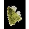 Moldavite – Pariz – 9,3g