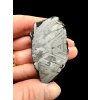 Meteorite Seymchan 101,1g / endcut – Magadan, Russia