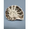 Ammonite 10,3cm – Morocco