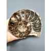 Ammonite 11,1cm – Morocco
