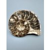 Ammonite 11,1cm – Morocco