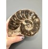 Ammonit 10,8cm – Marokko