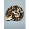 Ammonit 10,8cm – Marokko