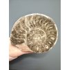 Ammonit 11,4cm – Marokko