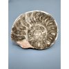 Amonit 11,4cm – Maroko