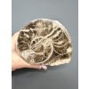 Ammonite 10cm – Morocco