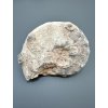 Ammonit 11,7cm – Marokko