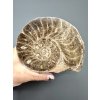 Ammonit 11,7cm – Marokko
