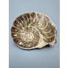 Ammonite 11,7cm – Morocco