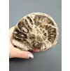 Ammonite 10cm – Morocco