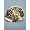 Amonit 10cm – Maroko