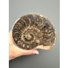 Amonit 10,8cm – Maroko