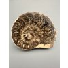 Ammonite 10,8cm – Morocco