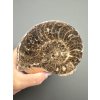 Amonit 10,8cm – Maroko