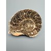 Ammonite 10,8cm – Morocco