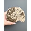 Ammonit 10,3cm – Marokko