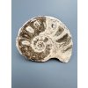 Amonit 10,3cm – Maroko